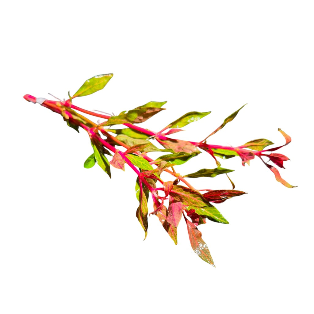Alternanthera reineckii Roseafolia Variagated