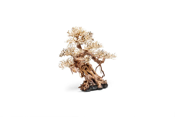 UNS Bonsai 015