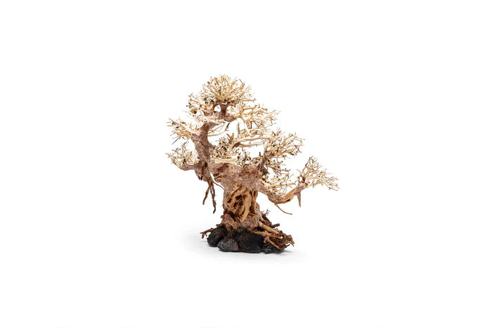 UNS Bonsai 015
