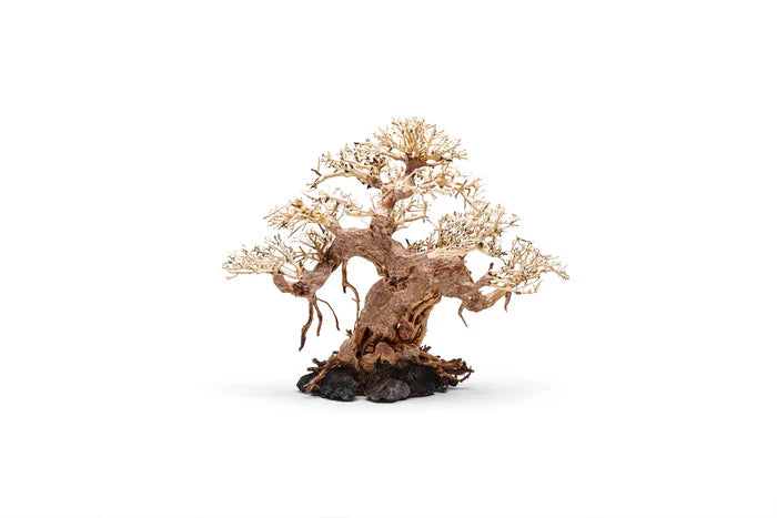 UNS Bonsai 015