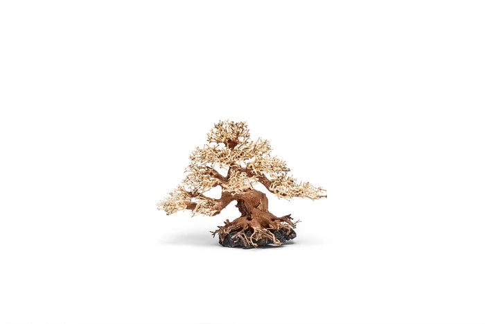UNS Bonsai 015
