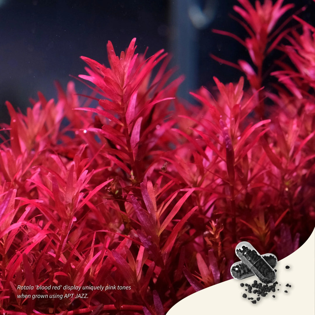 2HR Aquarist APT Jazz