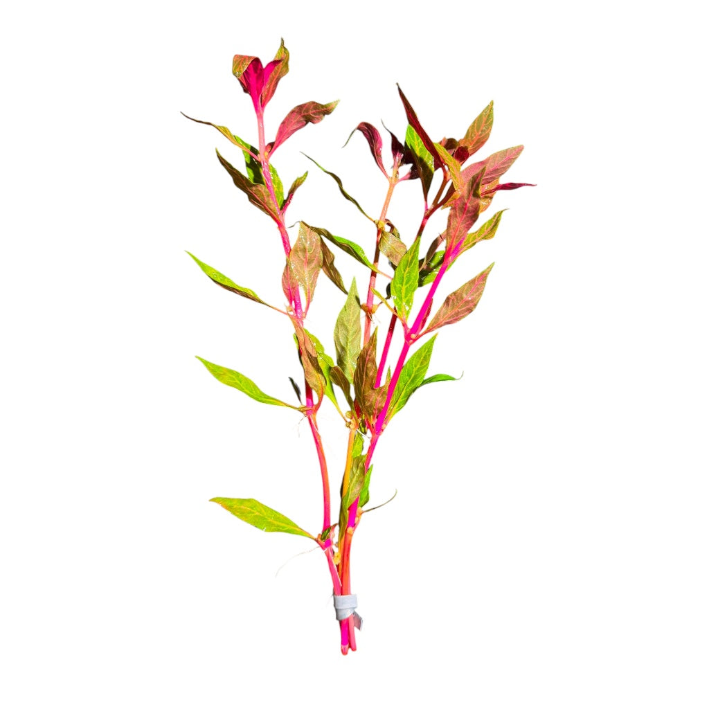Alternanthera reineckii Roseafolia Variagated