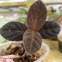 Acanthaceae sp Kalimantan