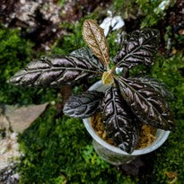 Acranthera sp. Brown Sumatera