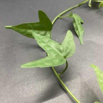 Adenia Cordifolia