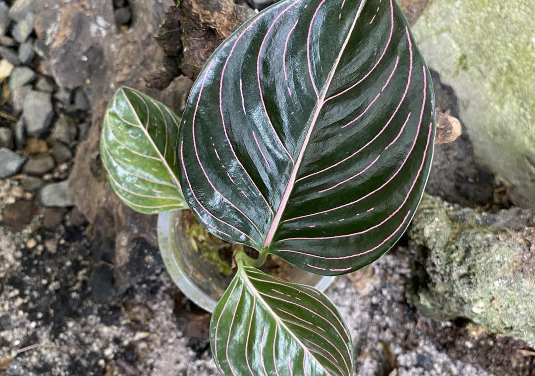 Aglaonema Rotundum