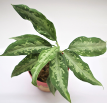 Aglaonema Pictum Bicolor