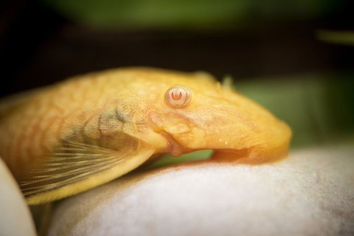 Albino Bushynose Pleco