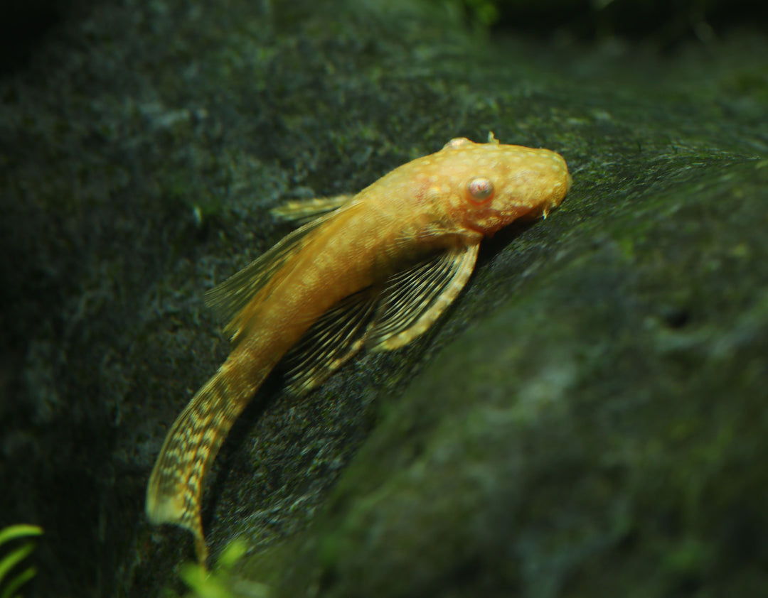 Albino Bushynose Pleco