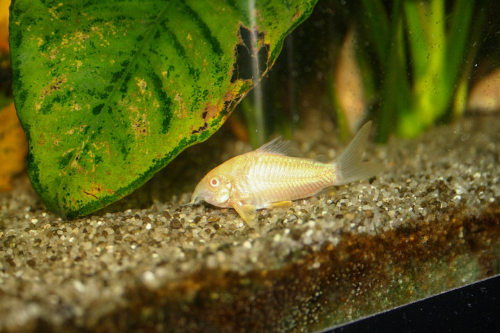 Albino Cory
