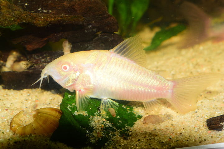 Albino Cory