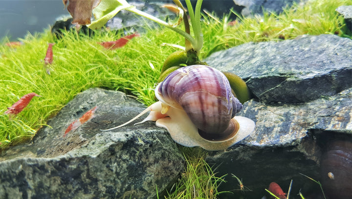 Albino Mystery Snail