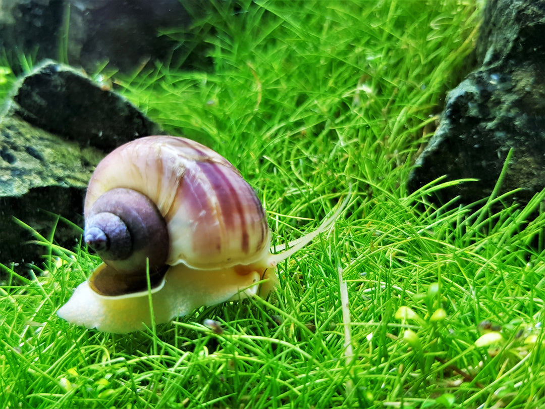Albino Mystery Snail
