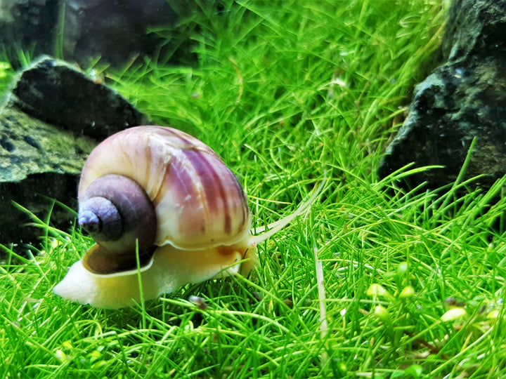 Albino Mystery Snail