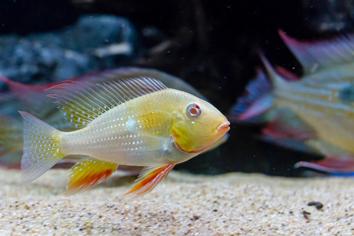 Albino Threadfin Geophagus
