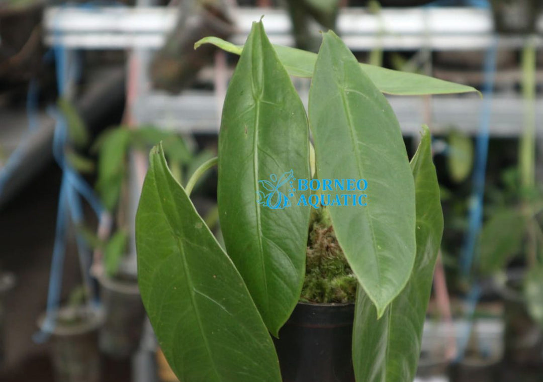 Alocasia Beccarii Green Sarawak
