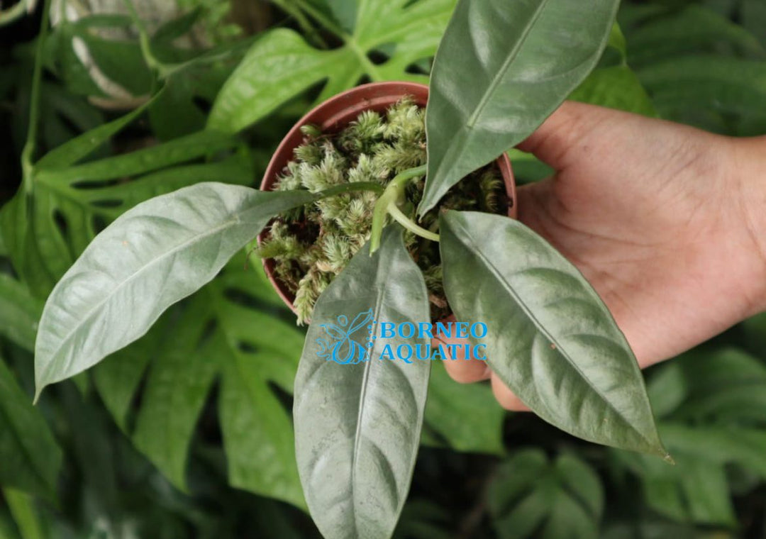 Alocasia Beccarii Silver Sarawak