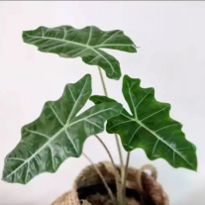 Alocasia Amazon