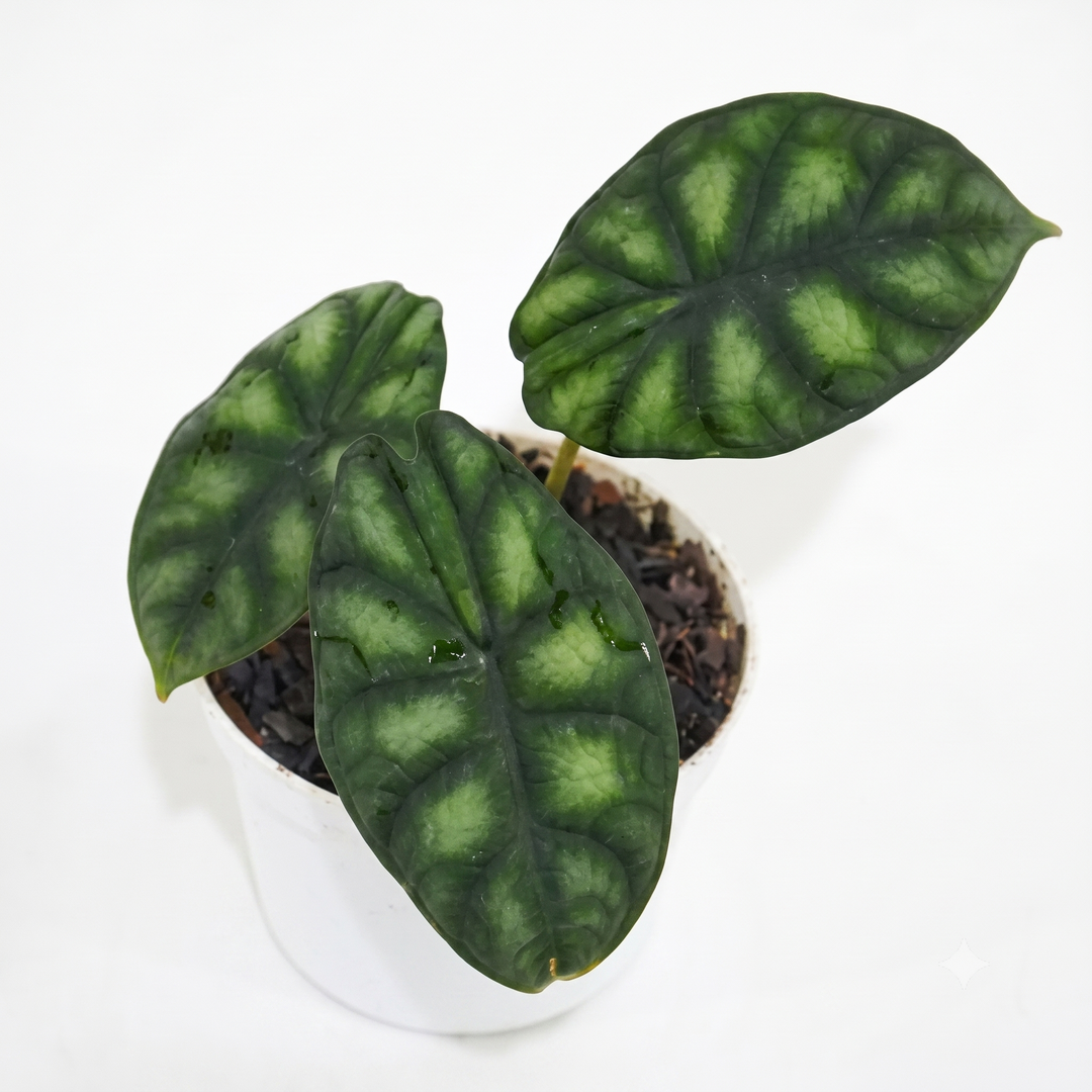 Alocasia Baginda"Dragon Scale"