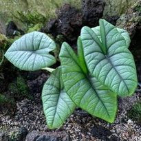 Alocasia Bisma