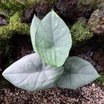 Alocasia Chaii