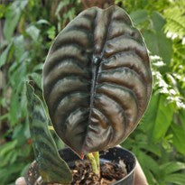Alocasia Cupprea