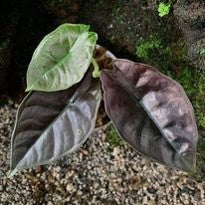 Alocasia Infernalis