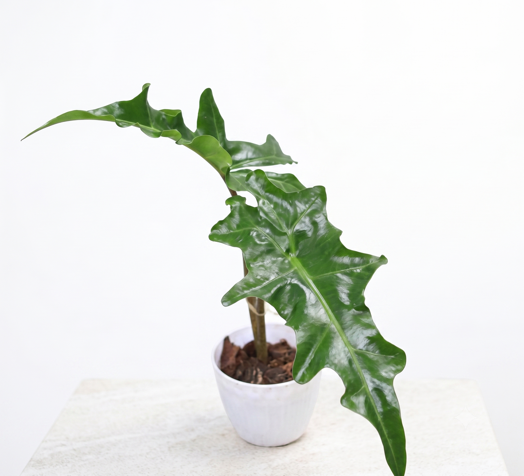 Alocasia Porte