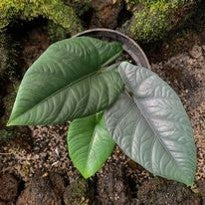 Alocasia Reginae