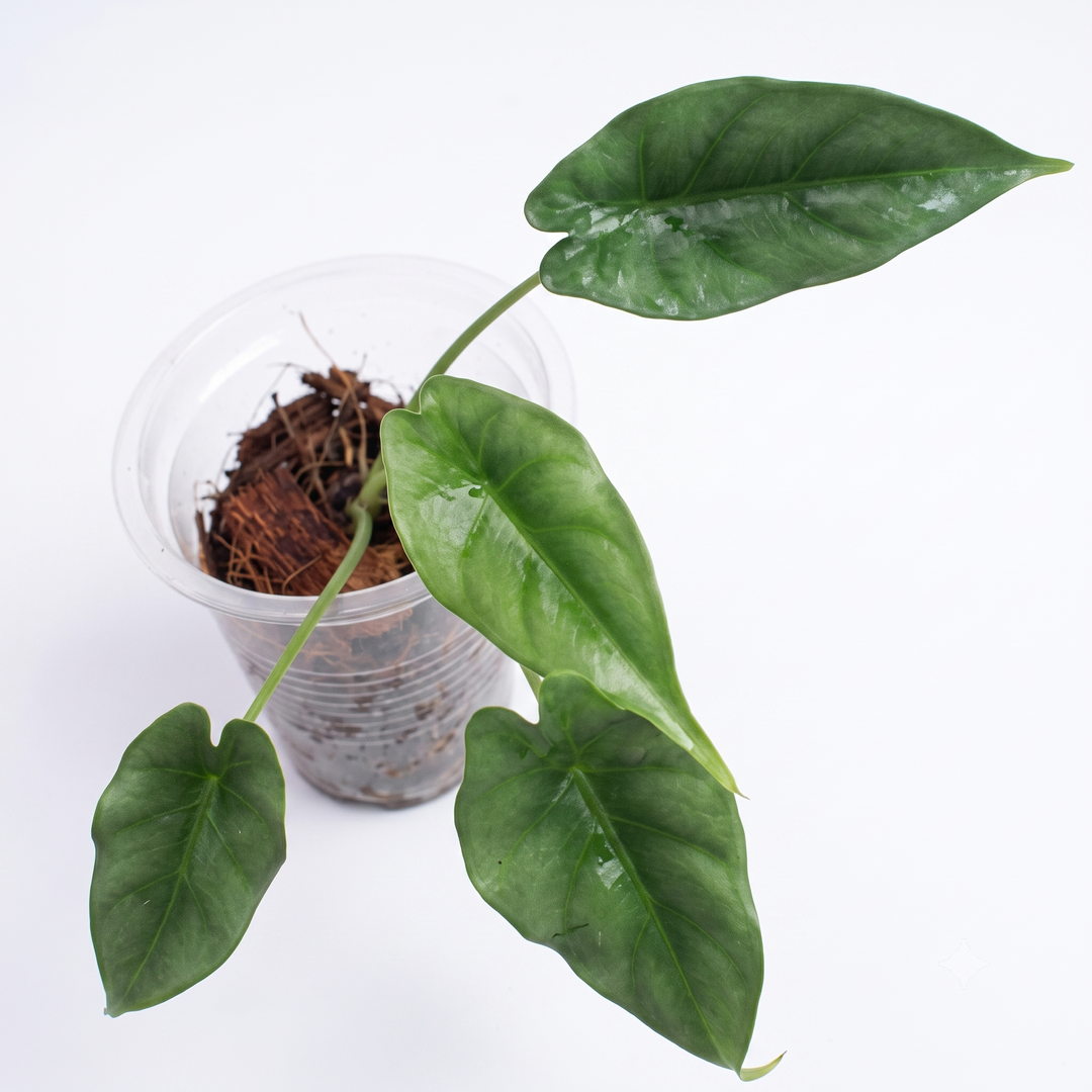 Alocasia Reversa