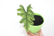 Alocasia Tandurusa Prameswara