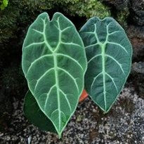 Alocasia Watsonia