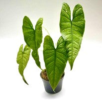 Alocasia sp. Olanii