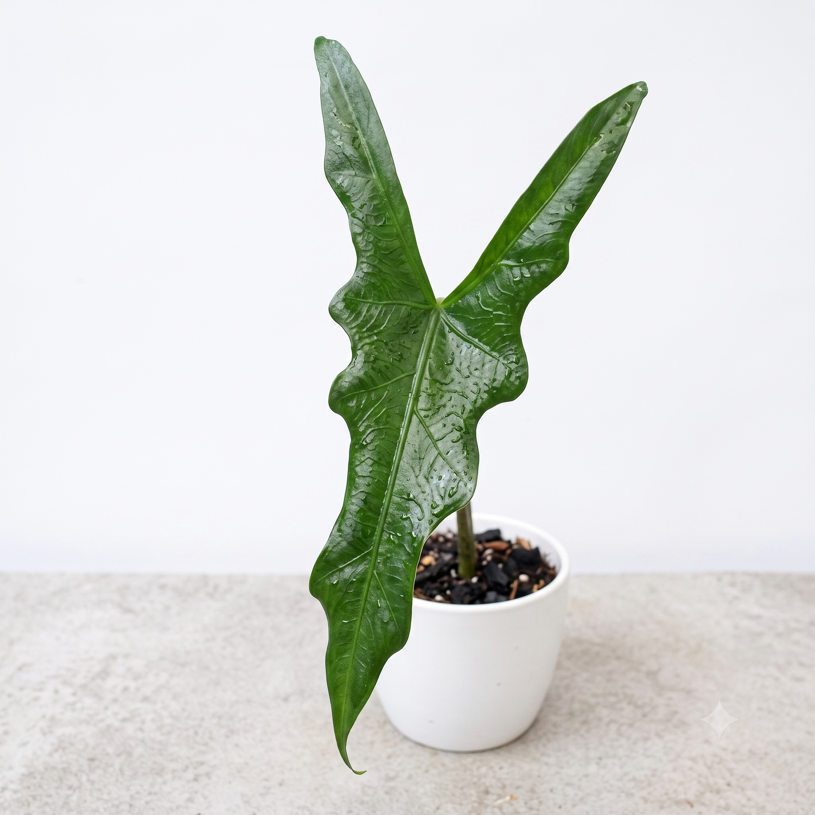 Alocasia sp. Sabrina