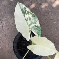 Alocasia sp. Sente Variegated