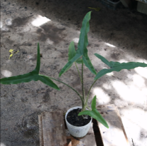 Alocasia sp. Tigrina
