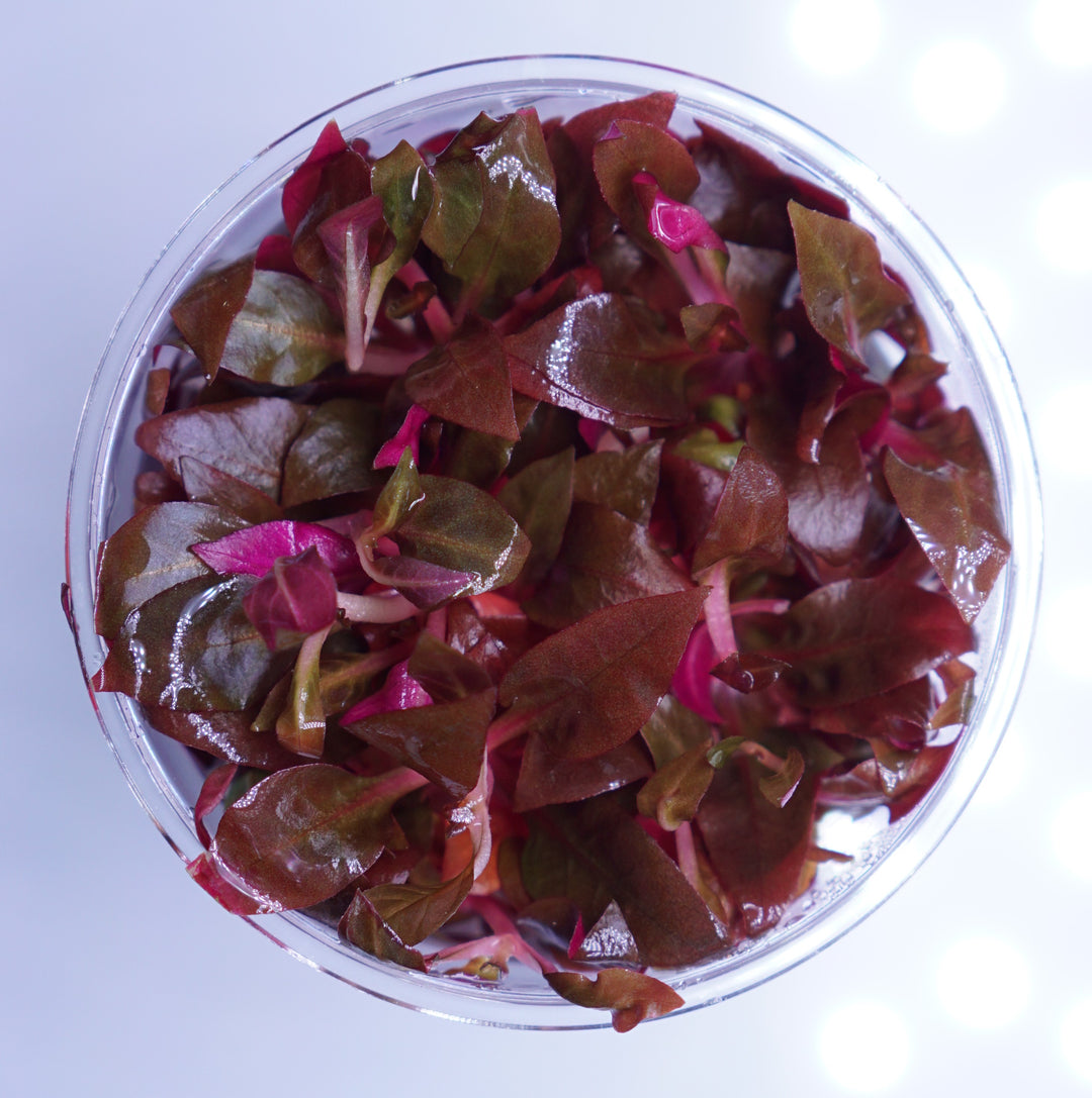 Alternanthera Reineckii Mini