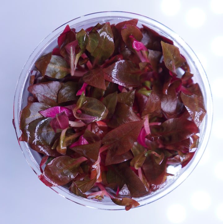 Alternanthera Reineckii Mini