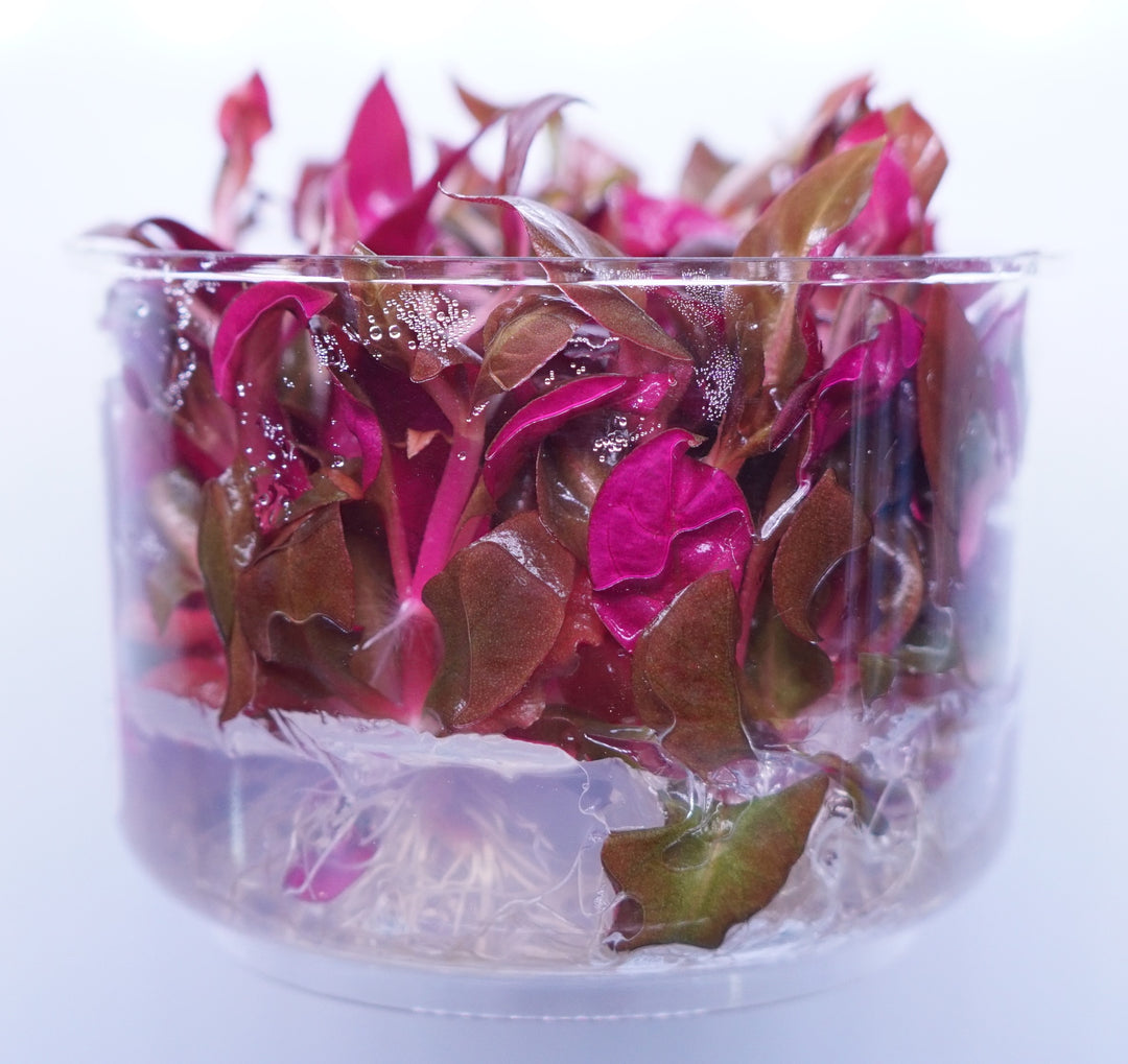 Alternanthera Reineckii Mini