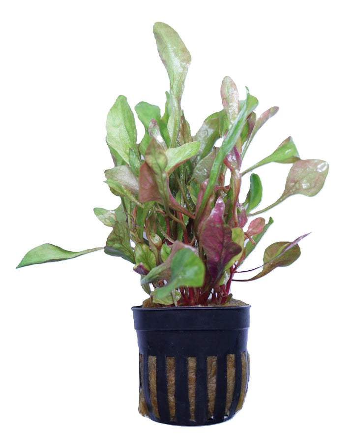 Alternanthera Bettzickiana Red