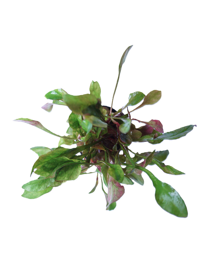 Alternanthera Bettzickiana Red