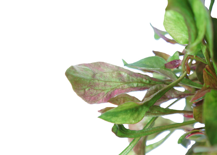 Alternanthera Bettzickiana Red