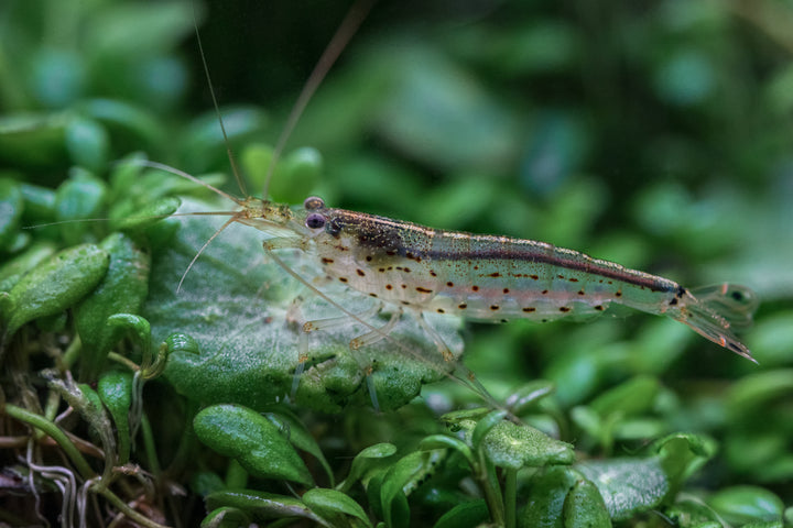 Amano Shrimp