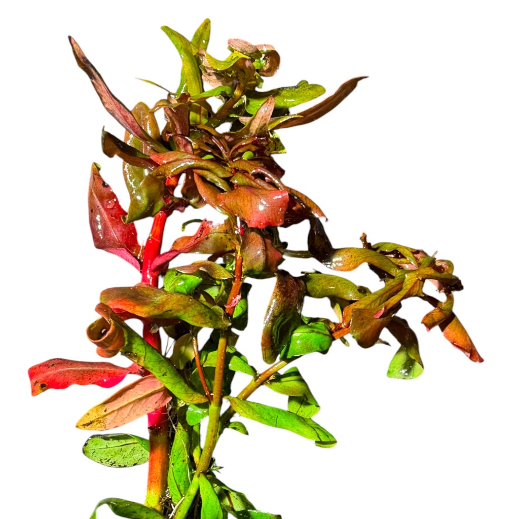 Ammannia senegalensis