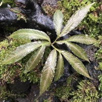 Amorphophallus Pendulus