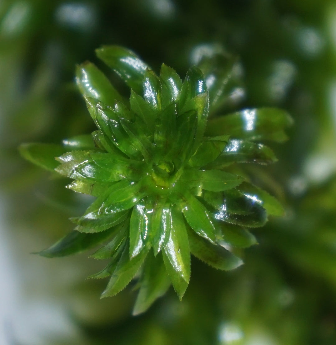 Anacharis sp