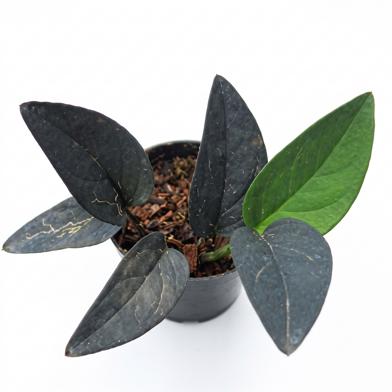 Anadendrum sp. Black