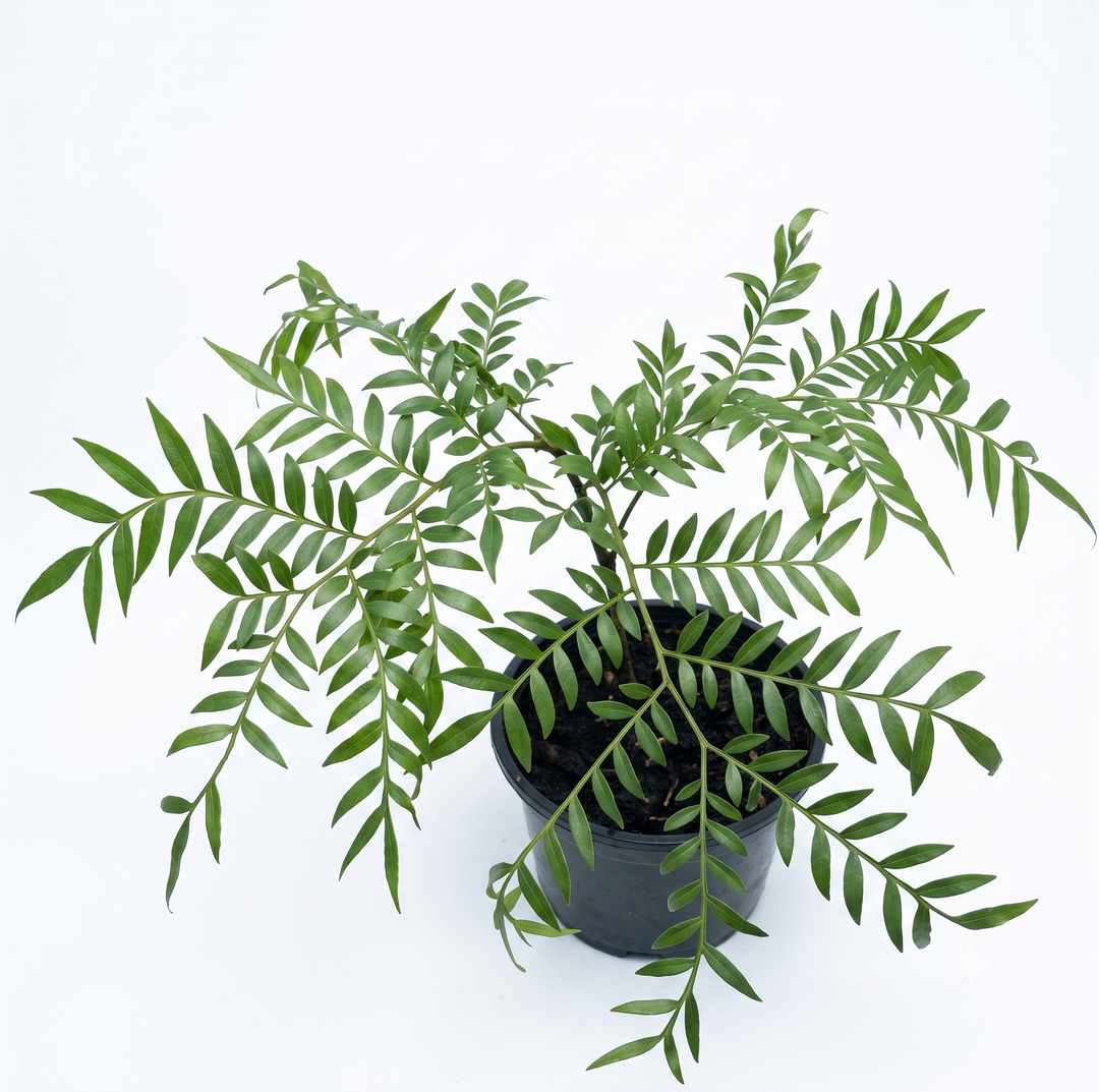 Anthurium Clarinervium Baby