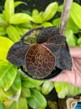 Anoectochilus setaceus
